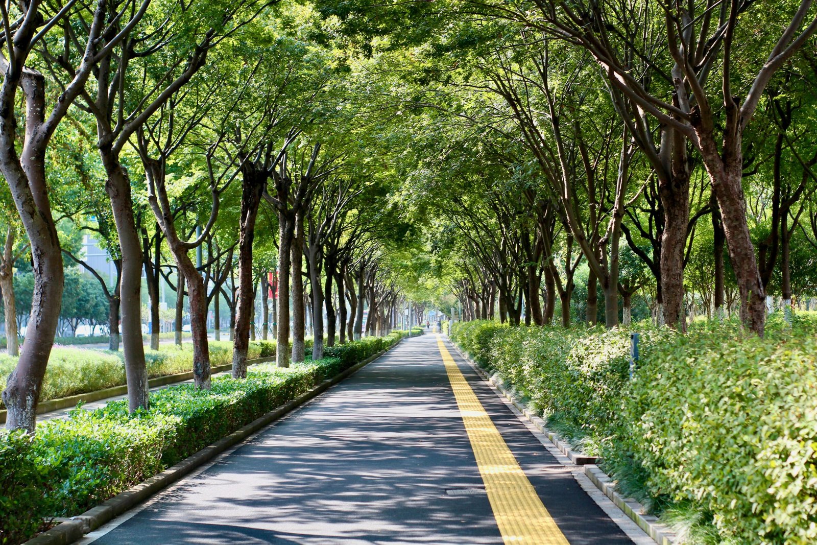 Peaceful tree-lined walkway in a park, ideal for nature walks and relaxation.